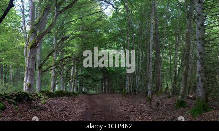 Vue sur les sentiers forestiers d'Allagnat (Ceyssat), Puy-de Dôme, Auvergne, France. Banque D'Images
