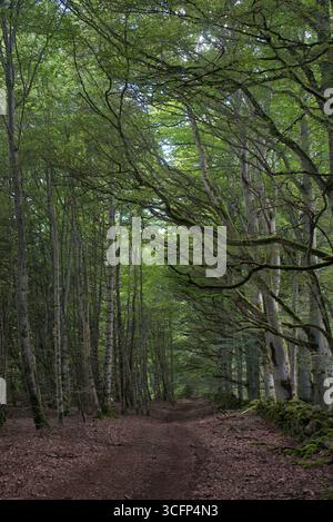 Vue sur les sentiers forestiers d'Allagnat (Ceyssat), Puy-de Dôme, Auvergne, France. Banque D'Images