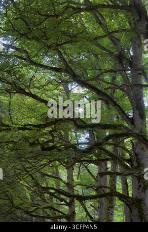 Vue sur les sentiers forestiers d'Allagnat (Ceyssat), Puy-de Dôme, Auvergne, France. Banque D'Images