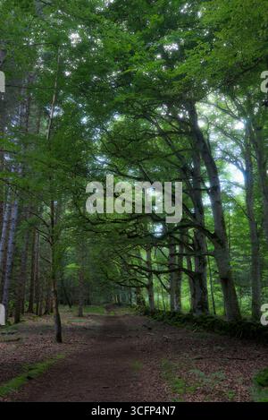 Vue sur les sentiers forestiers d'Allagnat (Ceyssat), Puy-de Dôme, Auvergne, France. Banque D'Images