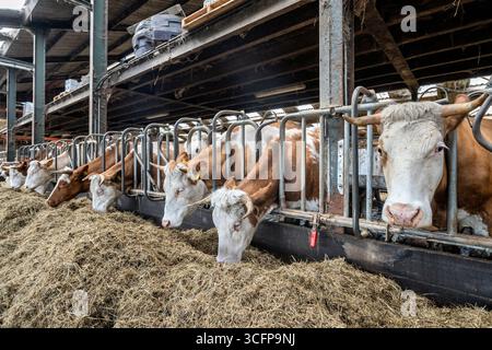 vaches laitières dans l'étable à la ferme Banque D'Images