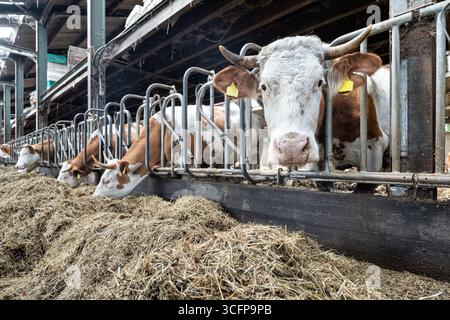 vaches laitières dans l'étable à la ferme Banque D'Images