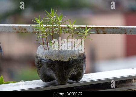 Une belle plante Portulaca grandiflora dans un pot de bouteille en plastique fait à la main, upcycled, un gros plan de jardinage en balcon durable et urbain respectueux de l'environnement Banque D'Images