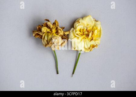 Deux roses jaunes sur fond blanc, l'une complètement séchée et l'autre légèrement flétrissant. La beauté dégradée, le vieillissement et le concept de nostalgie. Vue de dessus. Banque D'Images