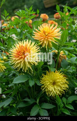 Le dahlia (nom, explosion de Hapet) dans le jardin de dahlia Baden Baden près de l'allée lichtentaler. Baden Baden, Baden Wuerttemberg, Allemagne Banque D'Images