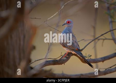 Colombe diamantée Geopelia cuneata oiseau en Australie, petit pigeon avec la colombe paisible, taches blanches et bords noirs sur leurs ailes, les yeux rouges et o Banque D'Images