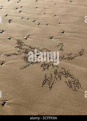 Barboteur de sable motifs d'alimentation de crabe et boules de sable sur la plage Banque D'Images
