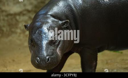 Berlin, Allemagne. 24 août 2025. L'hippopotame Toni est au zoo de Berlin. L’hippopotame pygmée déménage dans un nouveau zoo à Mulhouse en Alsace. Crédit : Julian Stähle/dpa-Zentralbild/dpa/Alamy Live News Banque D'Images