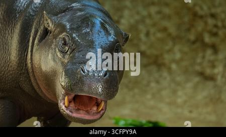 Berlin, Allemagne. 24 août 2025. L'hippopotame Toni est au zoo de Berlin. L’hippopotame pygmée déménage dans un nouveau zoo à Mulhouse en Alsace. Crédit : Julian Stähle/dpa-Zentralbild/dpa/Alamy Live News Banque D'Images
