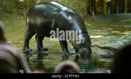 Berlin, Allemagne. 24 août 2025. L'hippopotame Toni est au zoo de Berlin. L’hippopotame pygmée déménage dans un nouveau zoo à Mulhouse en Alsace. Crédit : Julian Stähle/dpa-Zentralbild/dpa/Alamy Live News Banque D'Images