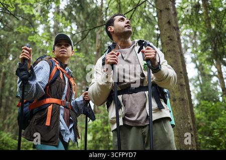 Jeune homme caucasien adulte et jeune femme caucasienne adulte randonnant dans la forêt tenant des bâtons de trekking, regardant vers les arbres, portant des sacs à dos, entourés de grands arbres verts Banque D'Images