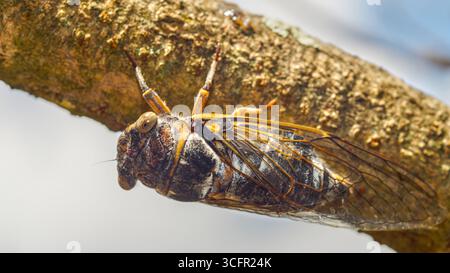 Macro gros plan d’une cigale perchée sur une branche d’arbre – vue détaillée de l’insecte dans son habitat naturel. Banque D'Images