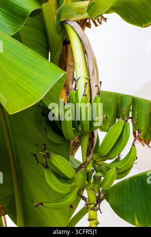 Gros plan de bananes vertes poussant sur un arbre à la lumière naturelle Banque D'Images