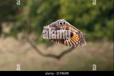 Le Chaco Owl est un petit indigène du biome du Gran Chaco en Amérique du Sud peu étudié ils sont considérés comme menacés dans la nature Banque D'Images