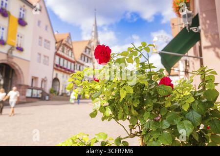 Roses rouges devant une rue ensoleillée avec des maisons à colombages, petite ville de Perle Calw, Forêt Noire, Allemagne Banque D'Images