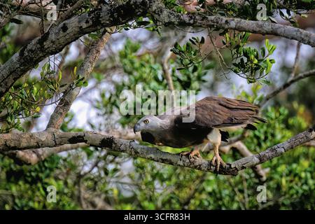 Aigle à tête grise (Icthyophaga ichthyaetus) sur une branche, Sri Lanka Banque D'Images
