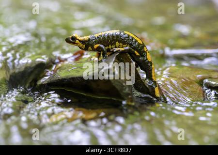 Gros plan d'une salamandre de feu (Salamandra salamandra), sur une pierre dans l'eau, Odershausen, Bad Wildungen, Hesse, Allemagne Banque D'Images
