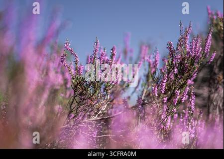 Un cliché vibrant et lumineux à bas angle de floraison chiné. L'image se concentre sur les fleurs violettes détaillées, qui se démarquent nettement contre le clair Banque D'Images