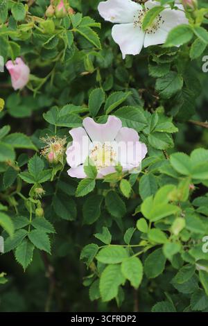 Rose de chien (Rosa canina) fleurissant dans une haie britannique pendant l'été, Lincolnshire, Angleterre. Banque D'Images