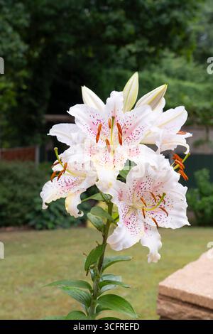 Muscadet Lily (latin - Lilium) fleurs avec pétales blancs et taches roses fleurissant juillet, Worcestershire, Royaume-Uni. Cultivar hybride du lis oriental Banque D'Images