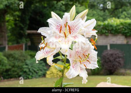 Muscadet Lily (latin - Lilium) fleurs avec pétales blancs et taches roses fleurissant juillet, Worcestershire, Royaume-Uni. Cultivar hybride du lis oriental Banque D'Images