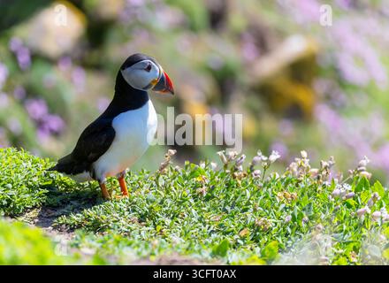 L'oiseau marin macareux 'Fratercula arctica' affiche son bec coloré tout en se tenant debout sur une falaise herbeuse à Great Saltee Island, Wexford, Irlande Banque D'Images