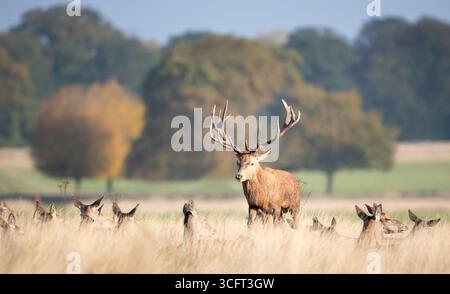 Majestueux cerf rouge avec de grands bois se dresse avec un groupe de haies dans une prairie pendant la saison d'ornithage d'automne, Royaume-Uni. Banque D'Images