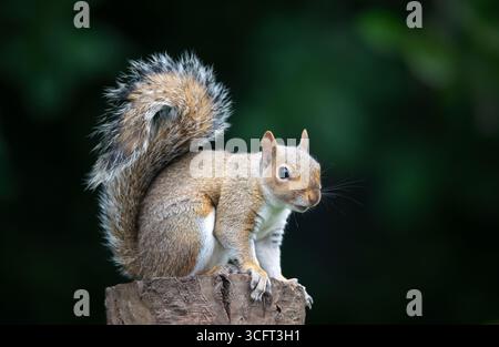 Gros plan d'un curieux jeune écureuil gris debout sur une souche d'arbre, Royaume-Uni. Banque D'Images