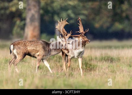 Deux cerfs de cerfs en jachère avec de grands bois se tenant proches les uns des autres dans une prairie herbeuse au cours de l'ornière d'automne, Royaume-Uni. Banque D'Images
