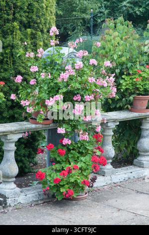 Les géraniums rose et rouge vif fleurissent dans des pots sur un balcon en pierre, ajoutant de la couleur à un cadre de jardin confortable sous la lumière chaude de l'été. Banque D'Images