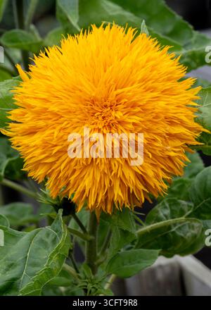 Gros plan d'un tournesol jaune vif Teddy Bear en pleine floraison, mettant en valeur ses pétales denses et moelleux sur un feuillage vert. Banque D'Images
