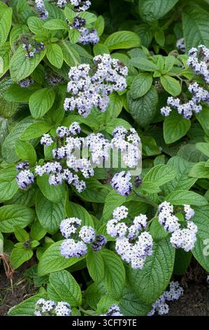 Des grappes vibrantes de petites fleurs violettes et blanches fleurissent au milieu de feuilles vertes luxuriantes dans un jardin au printemps. Banque D'Images