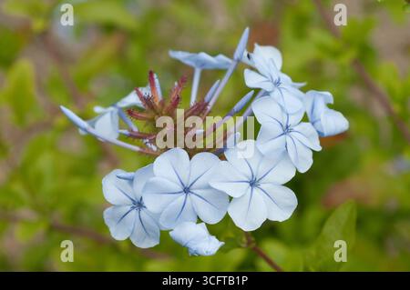 De délicates fleurs bleu clair fleurissent sur une tige mince au milieu de feuilles vertes luxuriantes dans un jardin, mettant en valeur la beauté et la vitalité du printemps. Banque D'Images