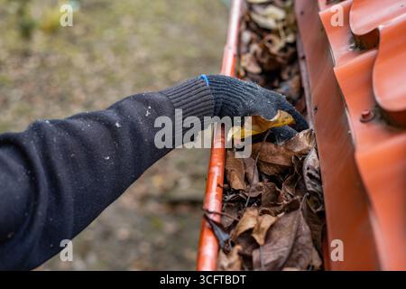 Un homme portant des gants enlève les feuilles mortes et les débris d'une gouttière sous un toit de tuiles métalliques rouges. Banque D'Images