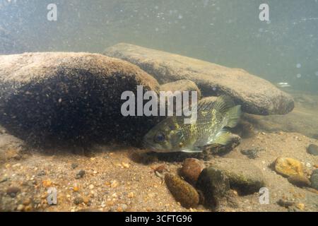 Le poisson-soleil de Warmouth dans une rivière rocheuse Banque D'Images