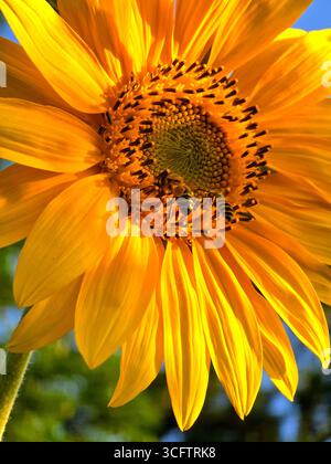 Une photographie rapprochée d'une tête de tournesol jaune vif, avec deux abeilles collectant activement du pollen et du nectar du disque central texturé. Banque D'Images