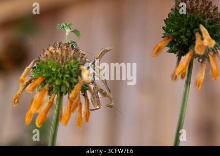 La Matite priante brune chassant sur une plante de queue de lion, Leonotis leonurus, poussant dans un jardin de Californie du Sud Banque D'Images
