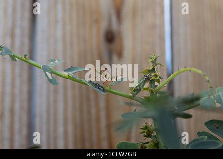 Paper Wasp attaquant des chenilles dans un jardin de Californie du Sud Banque D'Images
