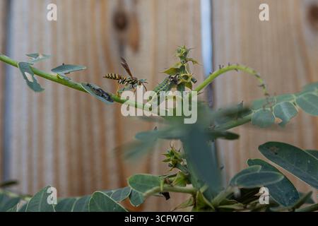Paper Wasp attaquant des chenilles dans un jardin de Californie du Sud Banque D'Images