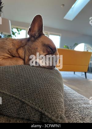 Un bouledogue français dormant sur un oreiller sur un canapé dans le salon d'une maison. Banque D'Images