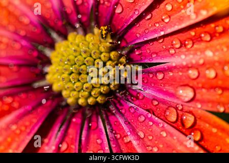 Éclatants pétales de fleurs d'Osteospermum scintillant avec des gouttes de rosée mettent en valeur la beauté de la nature dans un gros plan. Des couleurs vives et fraîches évoquent une ambiance joyeuse. Banque D'Images
