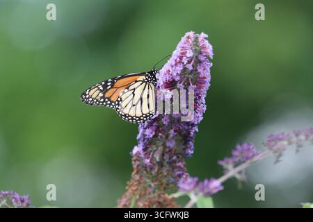 Papillon monarque sur un buisson de papillon violet Banque D'Images