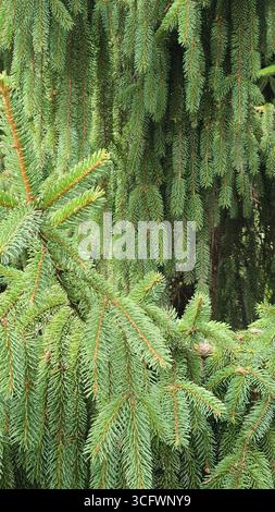 Fond naturel de branches d'épinette avec des aiguilles vertes Banque D'Images