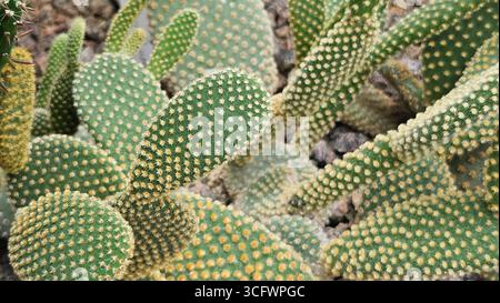 Gros plan de Opuntia microdasys Bunny Ear Cactus avec épines Banque D'Images