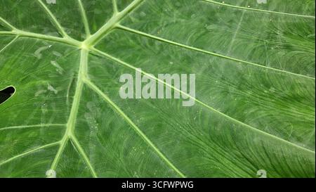 Fond abstrait de texture de veine de feuille verte Banque D'Images