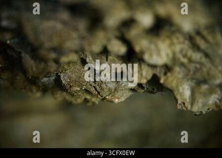 Une vue macro en gros plan montre des textures minérales et de l'humidité le long d'une surface de grotte de lave à l'intérieur du parc Hallim, révélant des grains fins et des gouttelettes. Banque D'Images