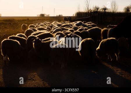 Troupeau de moutons se déplaçant dans un champ au coucher du soleil sur un paysage rural Banque D'Images