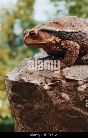 Crapaud reposant sur un rocher avec une végétation luxuriante en arrière-plan pendant la journée Banque D'Images
