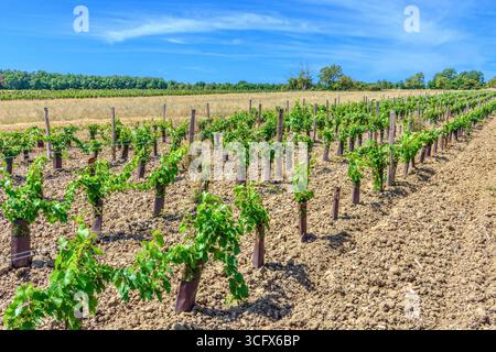 Croissance de nouvelles feuilles sur les vignes en première année de plantation - Bossay-sur-Claise, Indre-et-Loire (37), France. Banque D'Images
