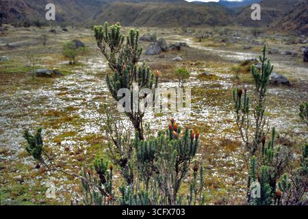 Fleur des Andes, Chuquiraga jussieui, Asteraceae, Îles Galapagos, Equador Banque D'Images